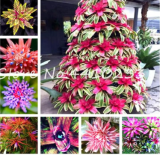 Cactus Bromeliad Succulent Seed Courtyard Mini Plant Succulent Seed (Color: Mix)