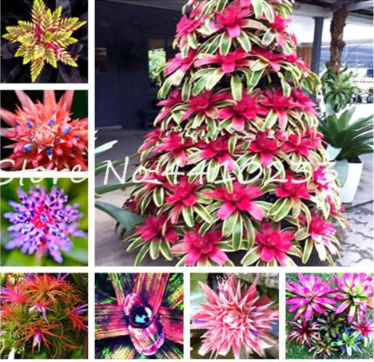 Cactus Bromeliad Succulent Seed Courtyard Mini Plant Succulent Seed (Color: Mix)