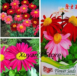 Pyrethrum Insect Repellent Grass Insecticide Flower Seeds