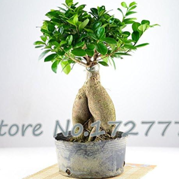 Ficus Microcarpa Seed Rare Tree Plants Seed Home and Garden (Color: Light Green)