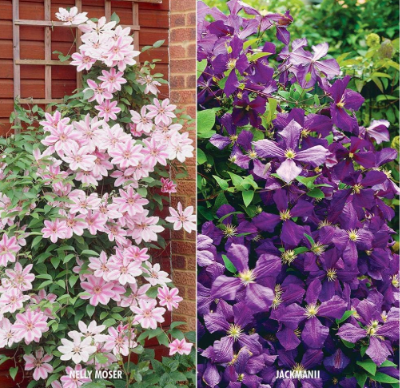 Rare Scented Clematis Vine Mix Clematis Florida Taiga Seeds