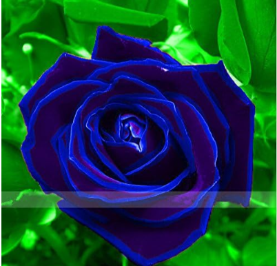Violet Blue Rose Seeds, Rare Color,Rich Aroma, DIY Home Garden Rose