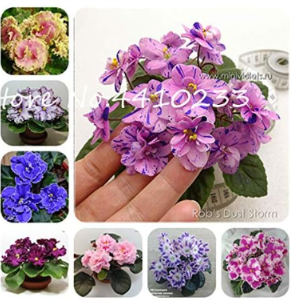 Mini Seed Violet Rare African Flower for Garden (Color: Mix)