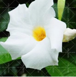 Climbing Mandevilla Sanderi Dipladenia sanderi Seed Perennial Flower (Color: 6)