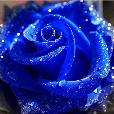 Blue Rose Seeds Fragrant Gardens Flowering Plants Strong, Blue Dragon Rose