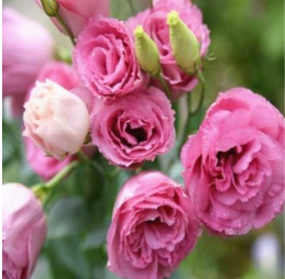 Eustoma Grandiflorum Seed Planta Outdoor Lisianthus Flower (Color: 3)