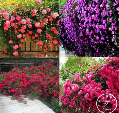 Beautiful Romantic 6 Variety Color Climbing Rose Seed Rosa Multiflora Perennial Decor