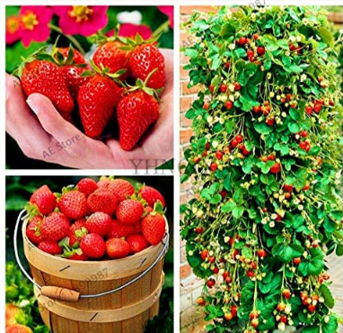 Climbing Red Strawberry Plantas,Courtyard Planting Fruit Seed