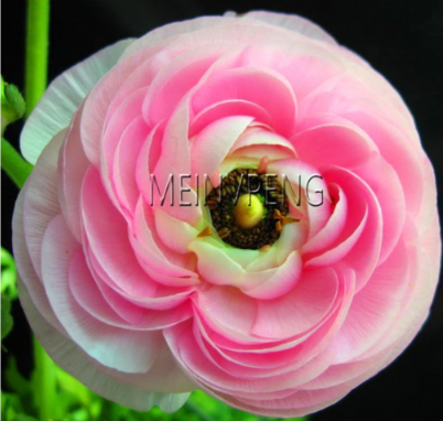 Persian Buttercup Garden Seeds (Mixed Colour) Ranunculus* Double Buttercup (Color: 4)