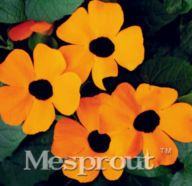 Beautiful Flower Thunbergia Alata Seed Sunrise Orange Black-Eyes (Color: 4)