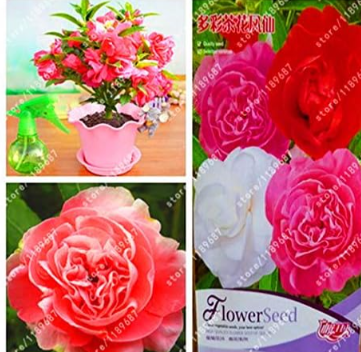 True Garden Balsam Seed Impatiens Balsamina Seed