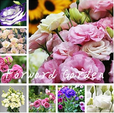 Mix Eustoma Seeds Lisianthus for Home Garden Decoration (Color: Mixed)