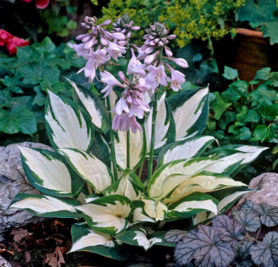 Hosta 'Touch of Class' Blue/Yellow/Green Mixed Hardy Perennial Garden
