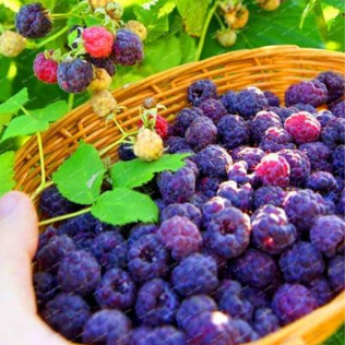 Rare Raspberry Flores Genuine Wild Seeds