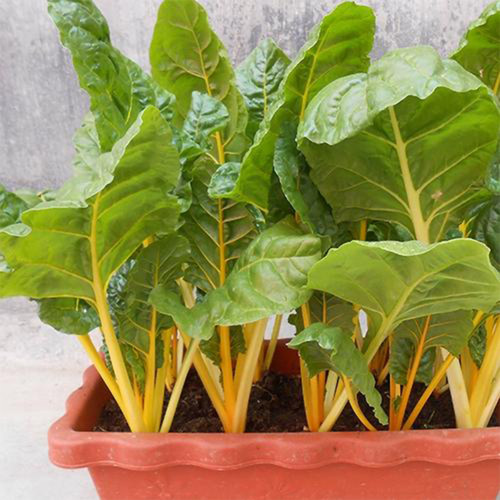Jiayuan Golden Chard Seeds