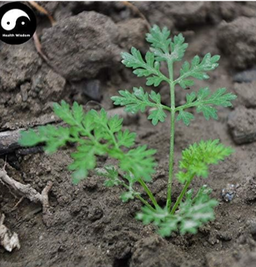 Peru Maca Semente Seeds Plant Lepidium Meyenii Walp for Peruvian Ginseng