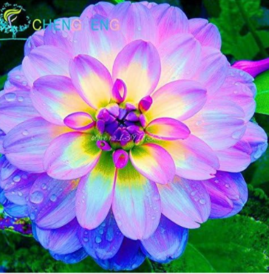 Rare Blue and White Point Dahlia Plants Seeds Beautiful Perennial Flowers (Color: Clear)