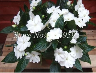 Super Balsam Double Impatiens Flower Seed Plant (Color: 2)