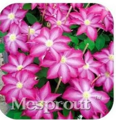 Vine Clematis Potted Clematis Garden Flowers Seeds