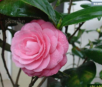 Camellia Tree sea pomegranate camellia Seeds (Color: 3)