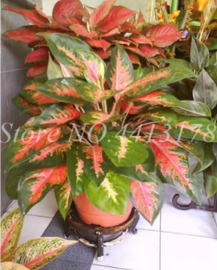 Beautiful Aglaonema 'Pink Dud' Mosaic Plants Flower Seeds (Color: 13)