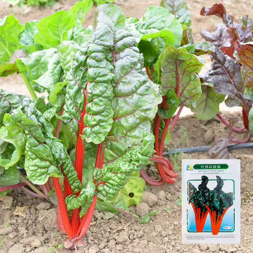 Red Swiss Chard Seeds