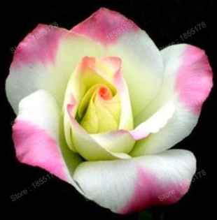 Eustoma Flower Seeds for Home & Garden Eustoma grandiflorum Lisianthus