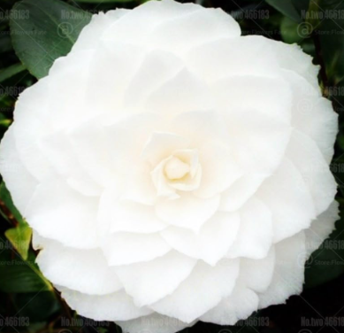 Camellia Seed Double Flap Common Camellia Flower (Color: 4)