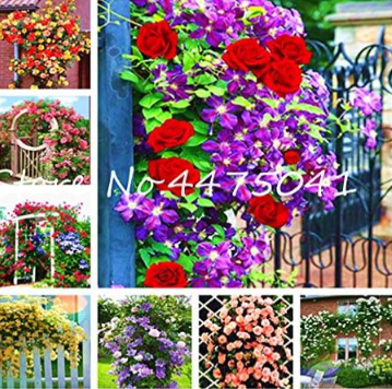 Climbing Rose Seed Perennial Indoor Charming Rose for Home Garden (Color: Mixed)