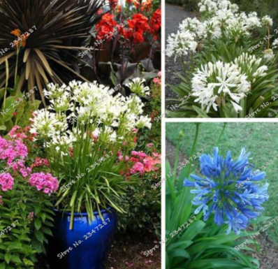 Mini Agapanthus flower Easy Planting Balcony Fun Flower (Color: mixed)