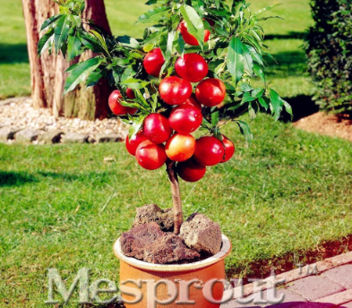 Apple Tree Seeds Dwarf Mini Fruit for Home Garden Planting