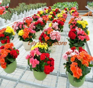 Rare Rose Rieger begonia Seed (Color: mix)