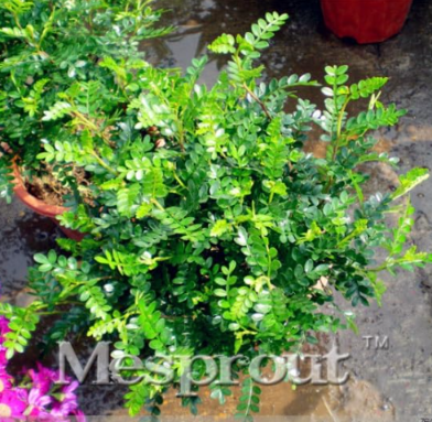 Pistacia Weinmannifolia Tree Seed Home Garden Plant Evergreen