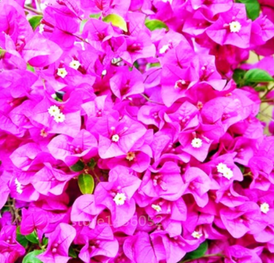 Brazil Bougainvillea Seed (Color: 1)