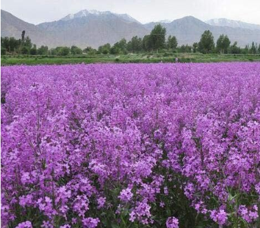 Dame's Rocket (Hesperis Matronalis) Flower Seeds