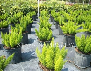 Foxtail Fern Seed, Rare Garden Creeper Vines Grass (Color: 8)