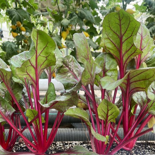 Red Swiss Chard Seeds