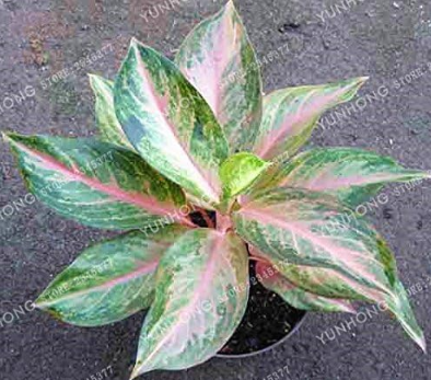 Aglaonema 'Pink Dud' Seeds Beautiful Mosaic Plants Perennial Evergreen Trees (Color: 8)