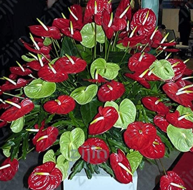Anthurium Seed Balcony Potted Plant Anthurium Flower