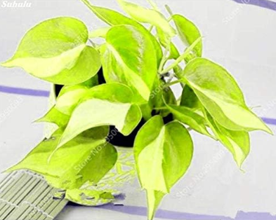 Philodendron Plant Seeds Indoor Air Purification (Color: 4)