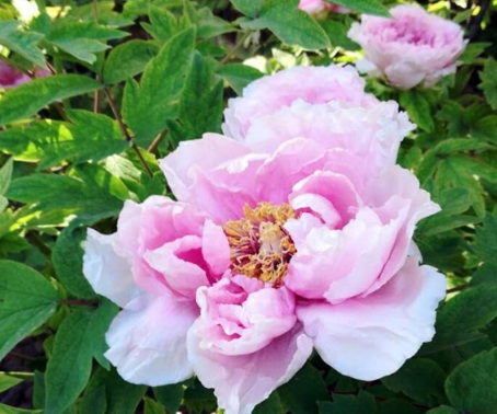 'Paeonia suffruticosa Andr' Tree Peony Seed (Color: 20)