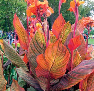 Beautiful Flower Small Canna Lily Seed Garden Plant