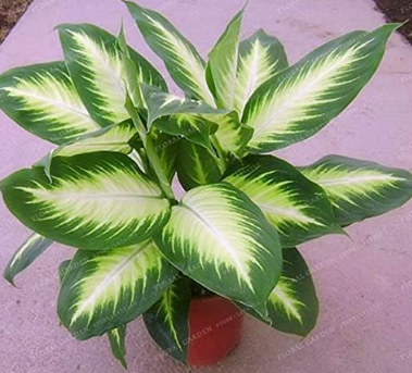 Heirloom Aglaonema Spp Green Taro Seed Indoor Plant (Color: 1)