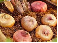 A Set Vaniot Houtt Flower Gladiolus Bulb