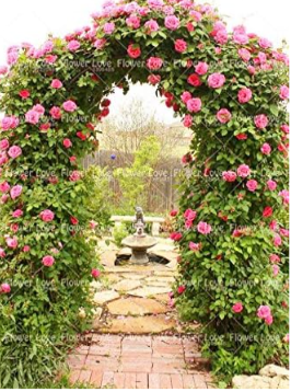 Climbing Rose Seeds Beautiful Chinese Rose Perennial Flowers (Color: 1)