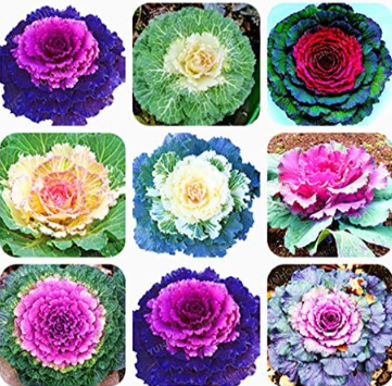 Kale Seed Flowering Ornamental Cabbage Seed Garden Decoration Flower - (Color: MIX)