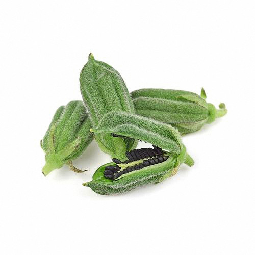 Zhengzhi HL12 Black Sesame Seeds