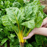 Golden-Leaf Chard Seeds