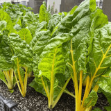 Golden-Leaf Chard Seeds