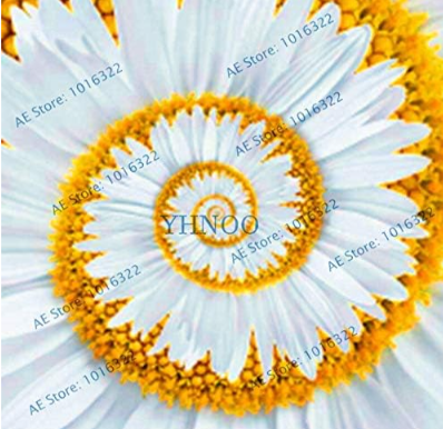 Miracle Daisy Garden Hardy Seeds